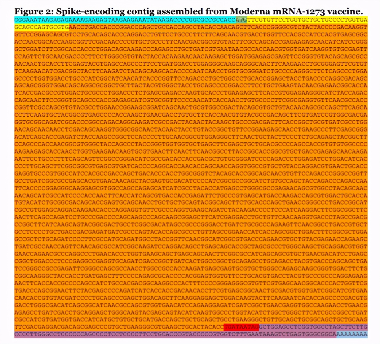 斯坦福开源莫德纳mRNA新冠疫苗的基因测序，在GitHub上