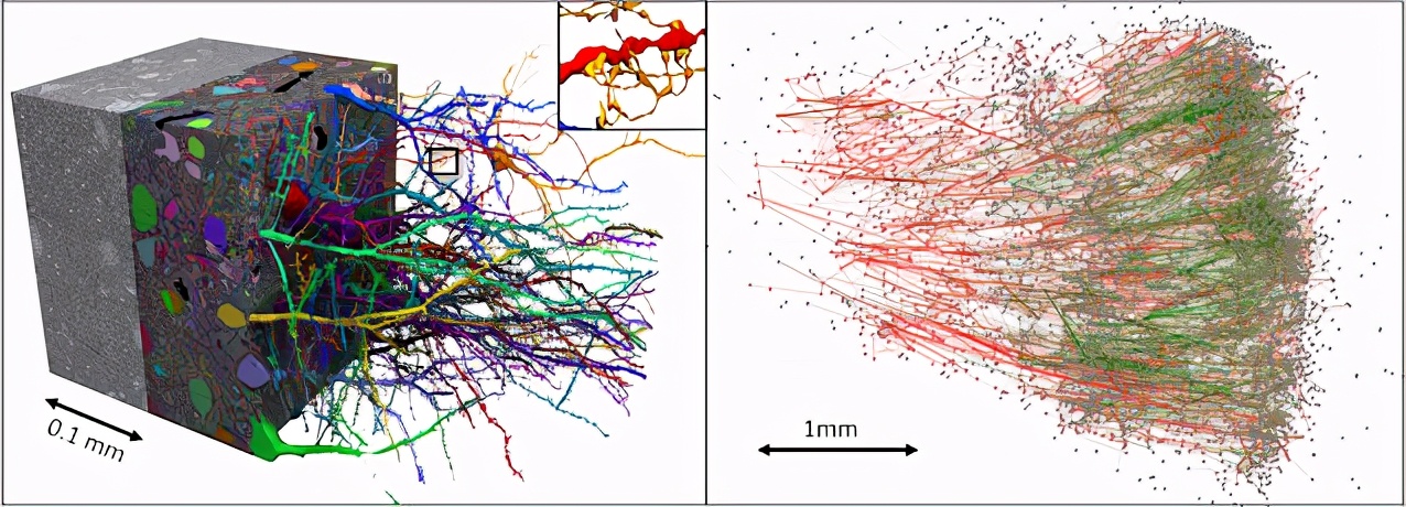 谷歌发布史上最强人类大脑「地图」，在线可视3D神经元「森林」