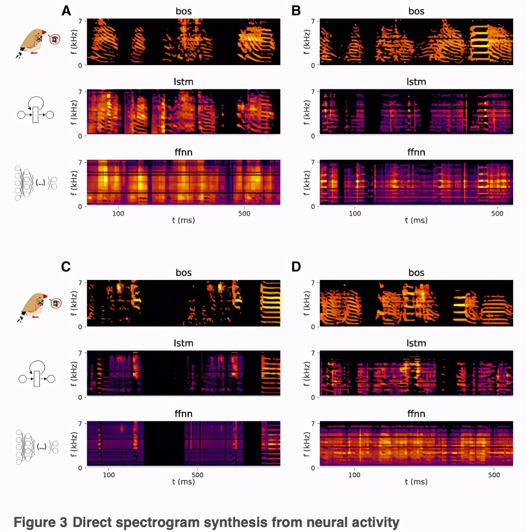 加州大学华人博士团队训练AI模仿鸟儿唱歌 实时「意念-语音转换」