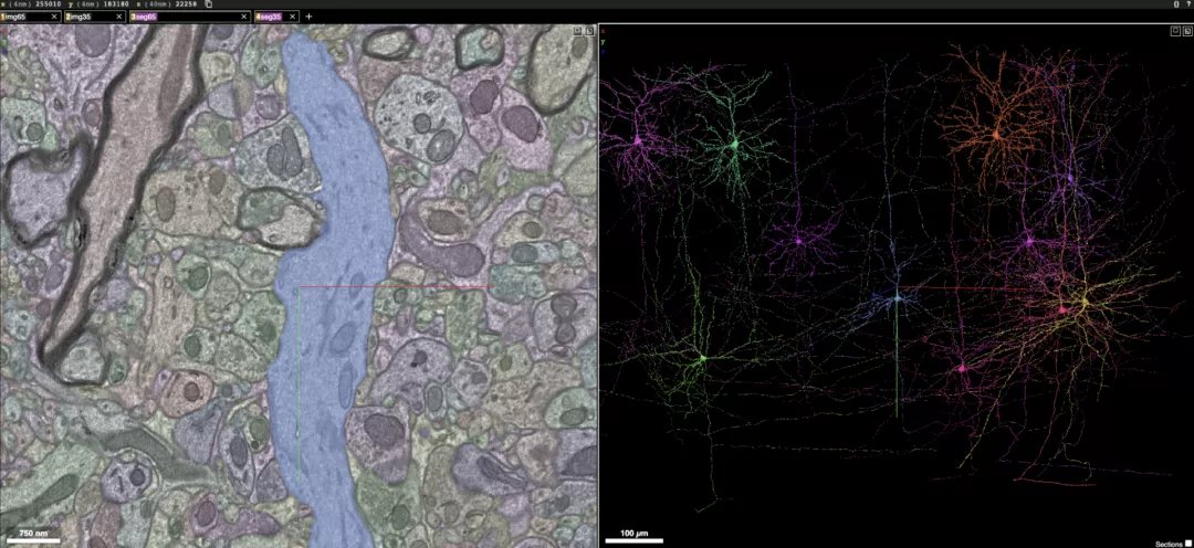 绘出「百万分之一」人脑神经3D连接图！天量数据塞满14亿块1T硬盘